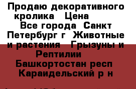 Продаю декоративного кролика › Цена ­ 500 - Все города, Санкт-Петербург г. Животные и растения » Грызуны и Рептилии   . Башкортостан респ.,Караидельский р-н